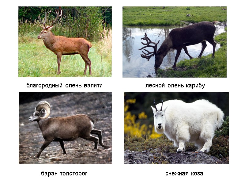 благородный олень вапити лесной олень карибу баран толсторог снежная коза благородный олень вапити лесной олень карибу баран толсторог снежная коза